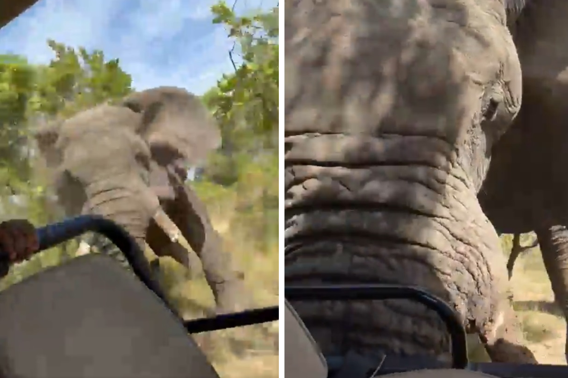 Elefante atacando a los turistas