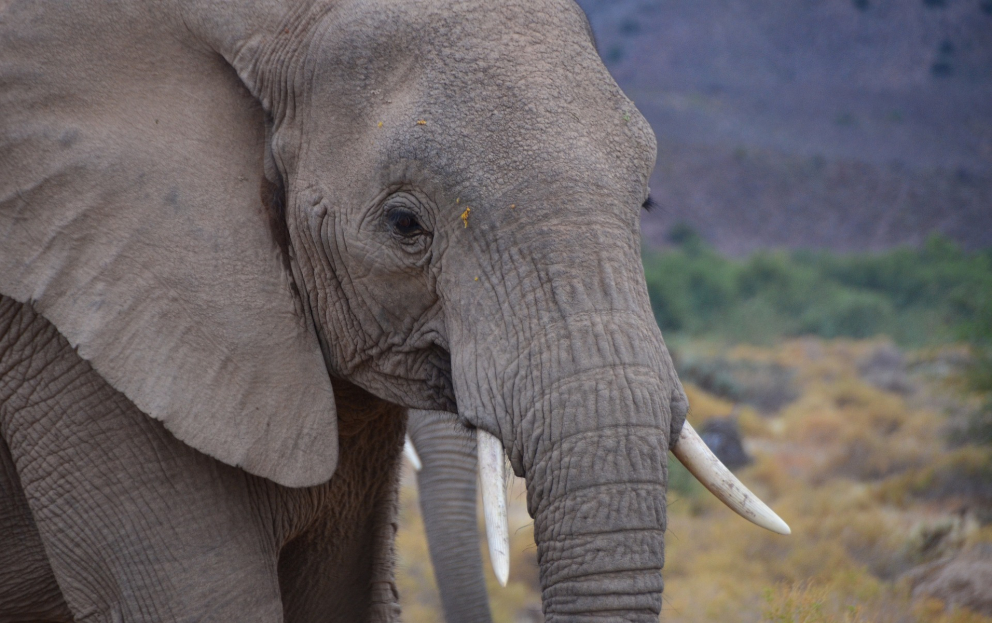 Un elefante ataca a un grupo de turistas y acaba con la vida de una mujer de 80 aos en Zambia