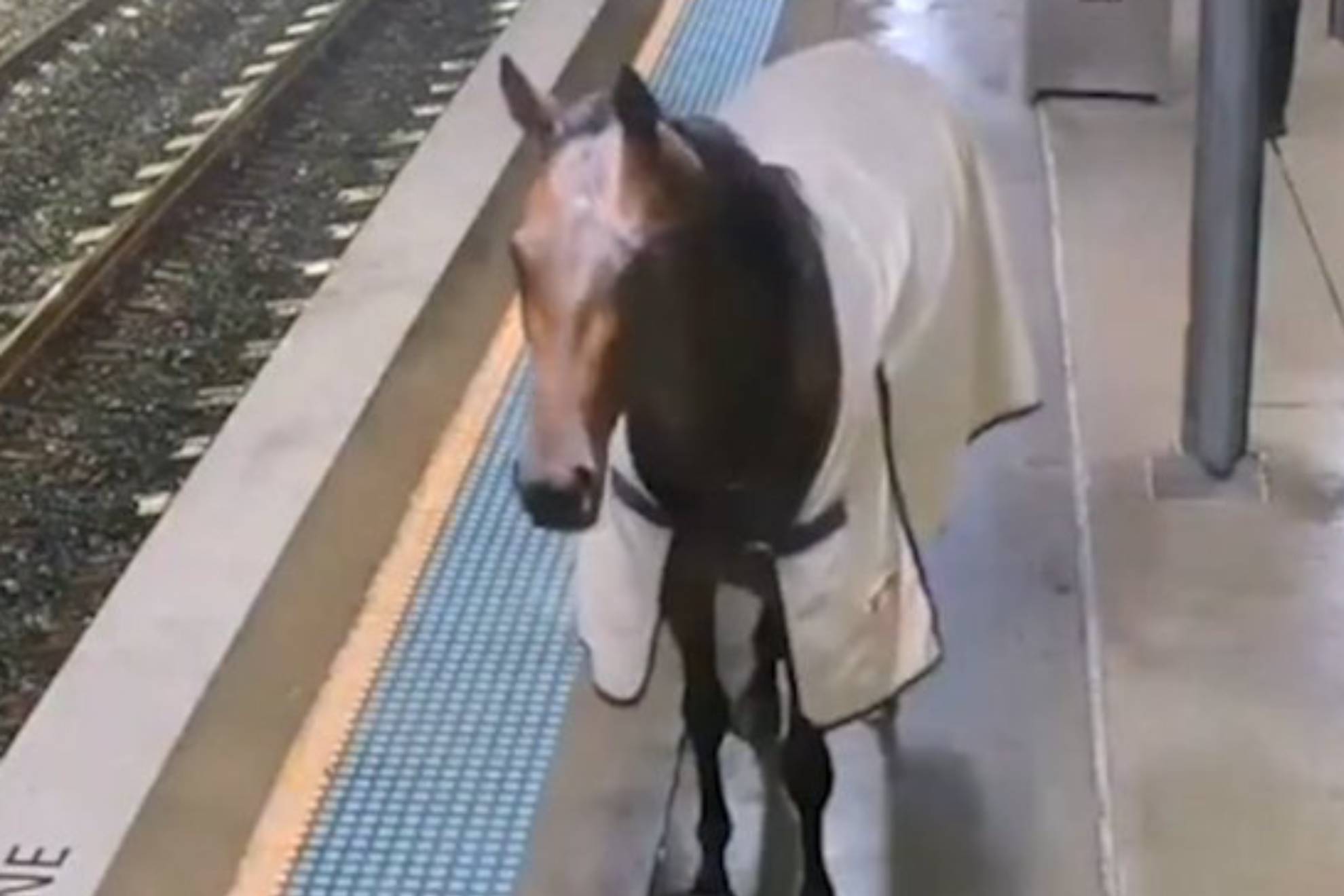Un caballo de carreras se escapa del hipdromo y se cuela en el andn de una estacin de tren