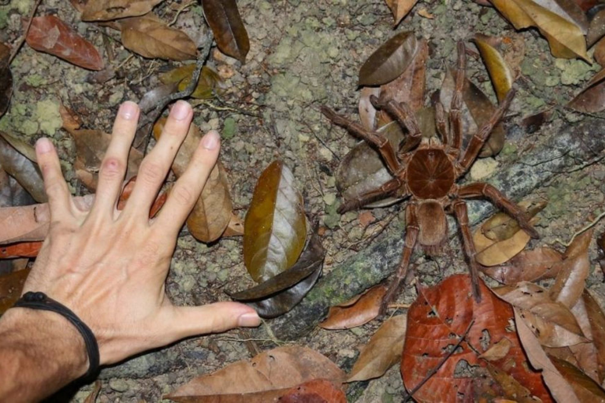 Una mujer compra un mueble en la India y cientos de araas invaden su casa