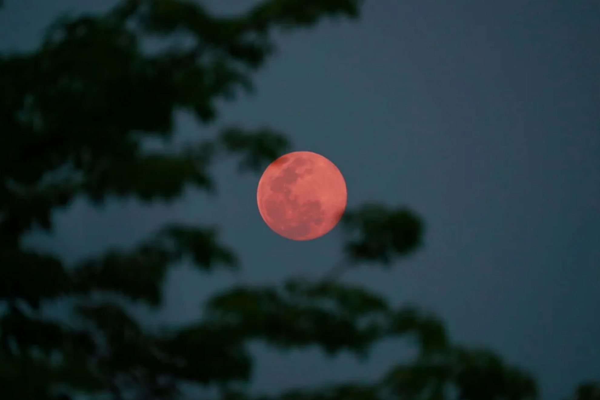 Pink Moon: Why does the Aprils full moon get that name?