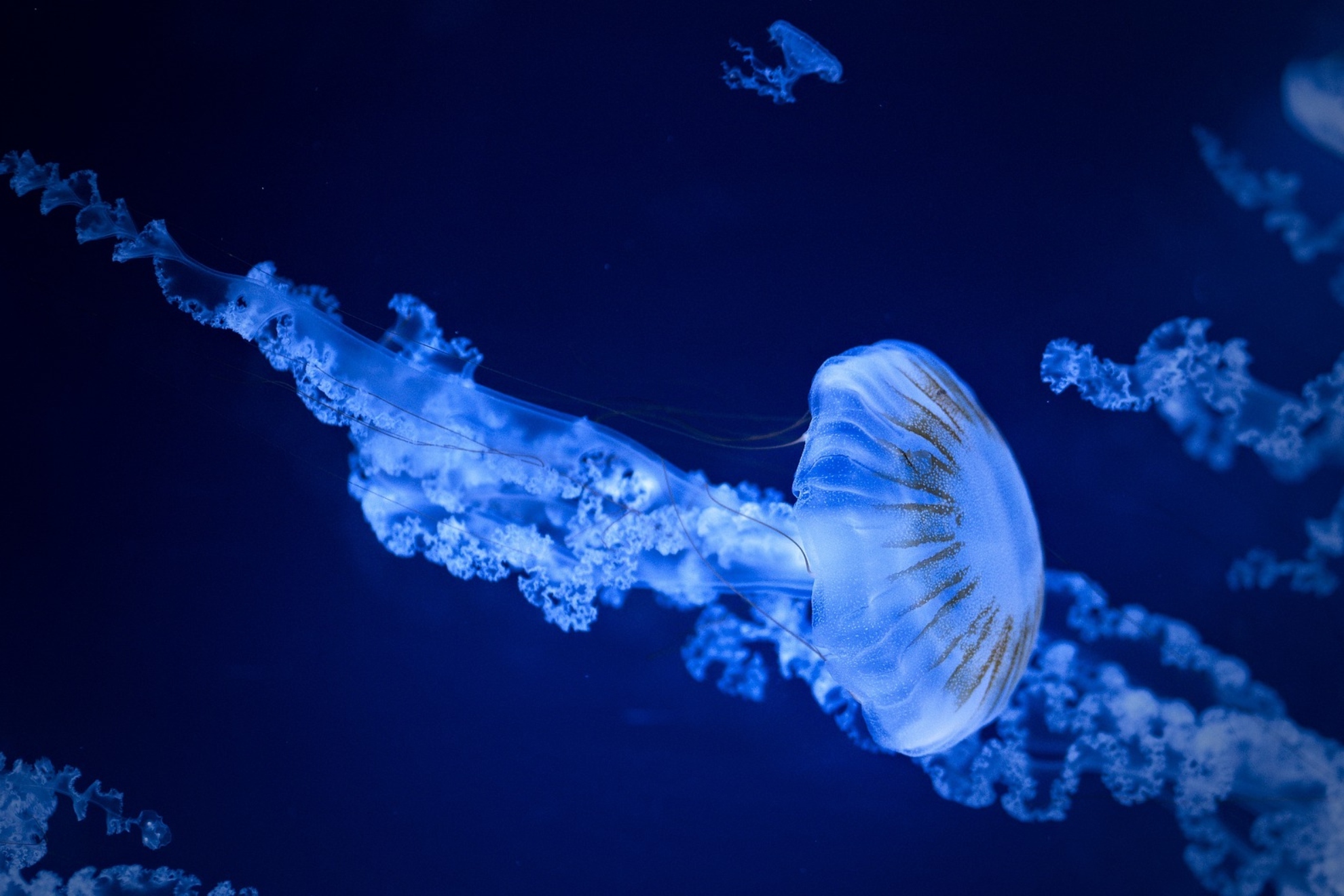 Invasin de medusas en el Mediterrneo