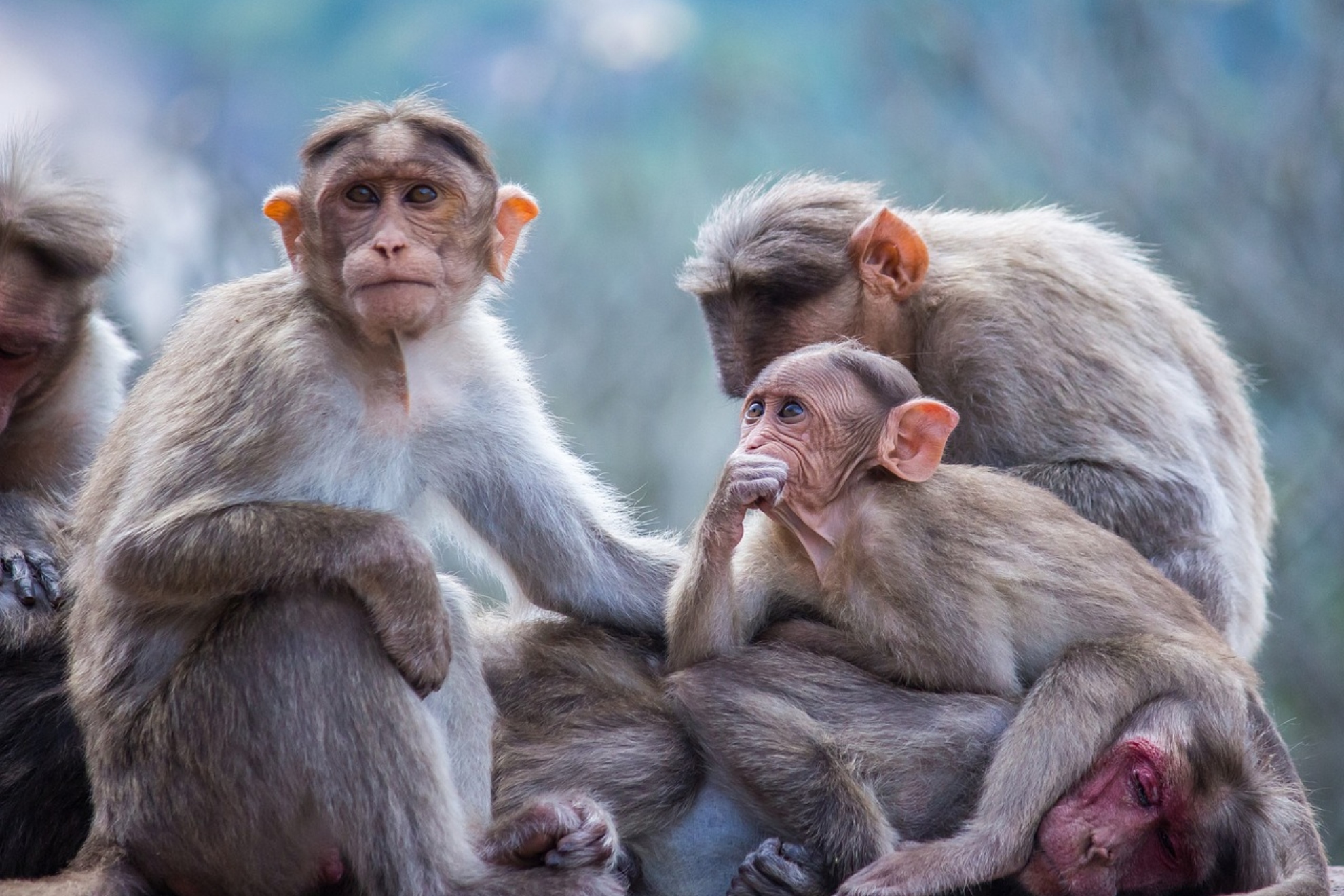 Several monkeys in a file image. PIXABAY
