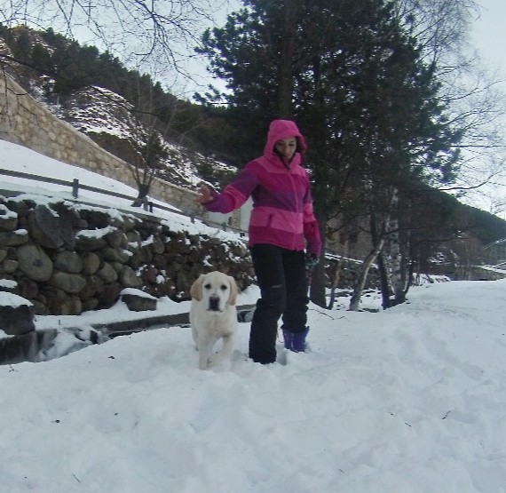 Cuarto Náutico reptiles Llevar al perro a la nieve con seguridad – MARCA.com