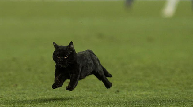 Un gato negro en el Camp Nou -