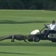 Un cocodrilo se cuela
en un torneo de golf