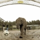 La elefanta Nelly da ganador al Bayern en la final de Wembley