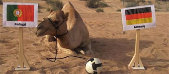 El camello 'Shaheen' predice los resultados del Mundial