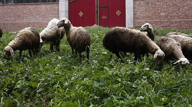 Unas ovejas grabarn el Tour de Francia