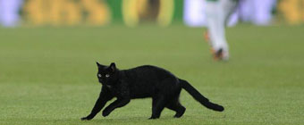 Un gato negro se coló en el Camp Nou