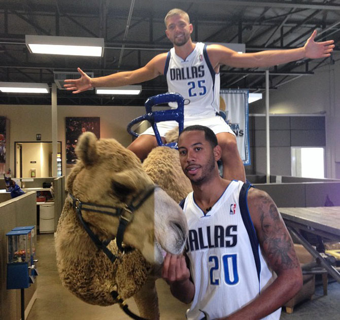 Chandler Parsons mete un camello en las oficinas de Dallas Mavericks
