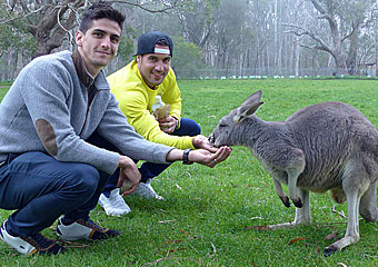 El Villarreal disfrut de los canguros y koalas en Australia