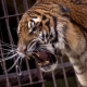 El ltimo reto de Tony Parker: escapar de un tigre de bengala guiado por su compaero Diaw