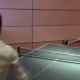 Serena y Wawrinka se retan al ping-pong: Quin ganar?