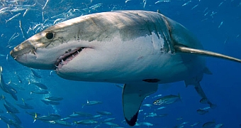 Vigilar tiburones con Drones