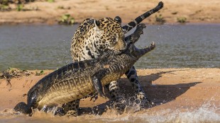 Las peleas entre animales salvajes ms brutales que vers jams